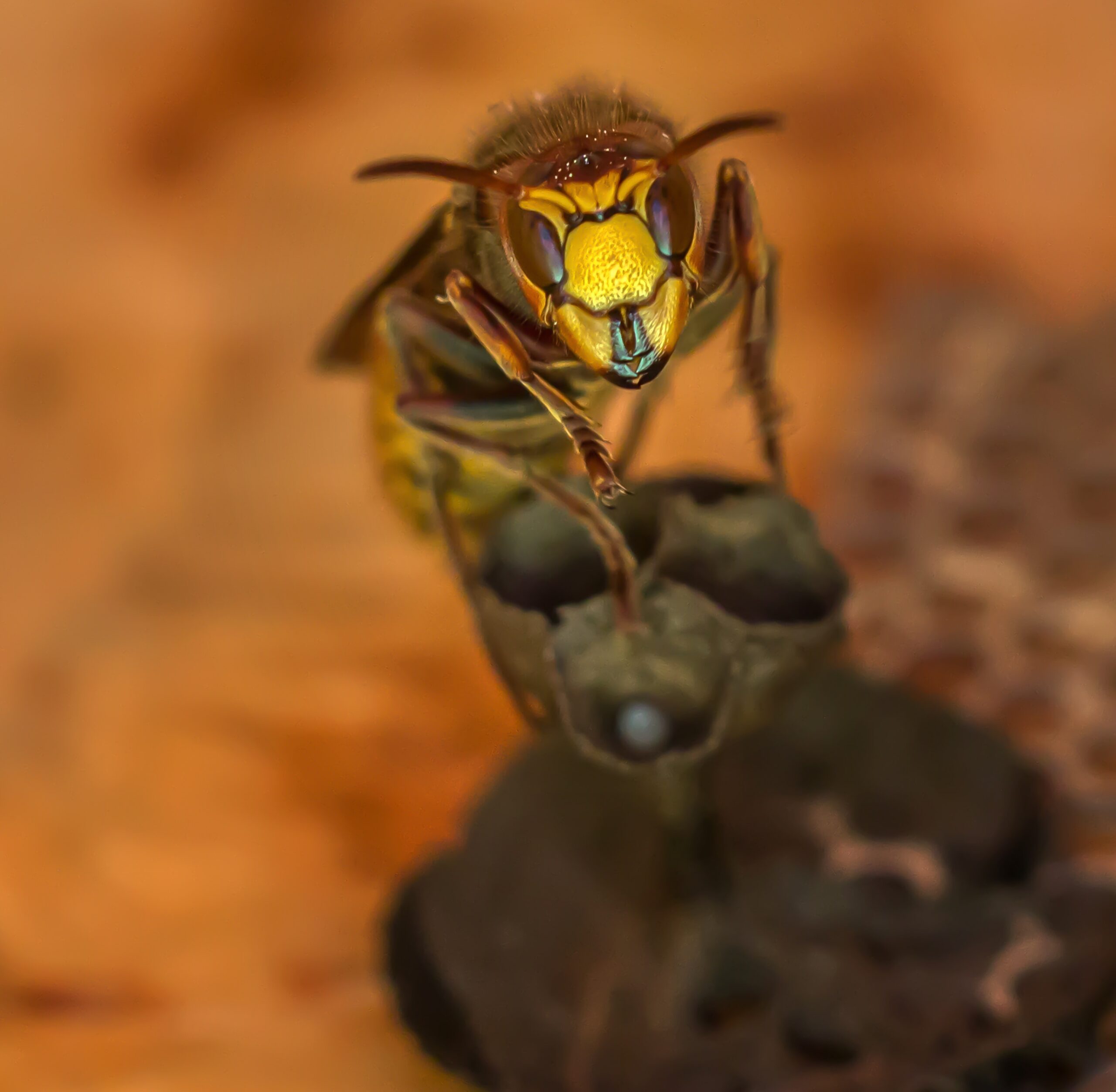 Detailed image of a hornet