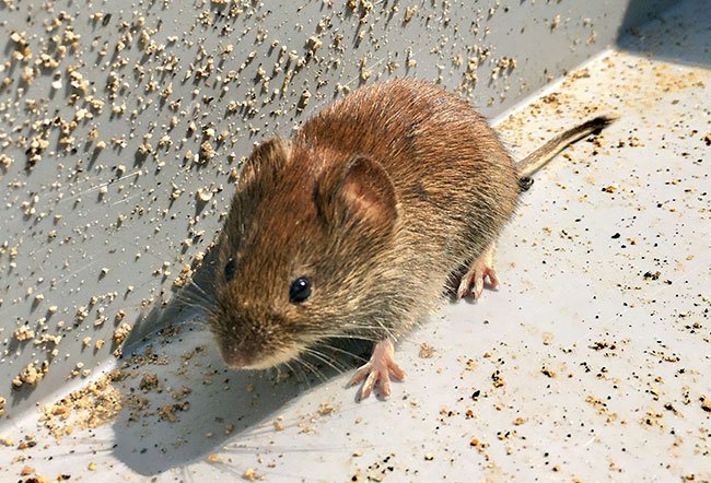 Tulsa Mouse Extermination
