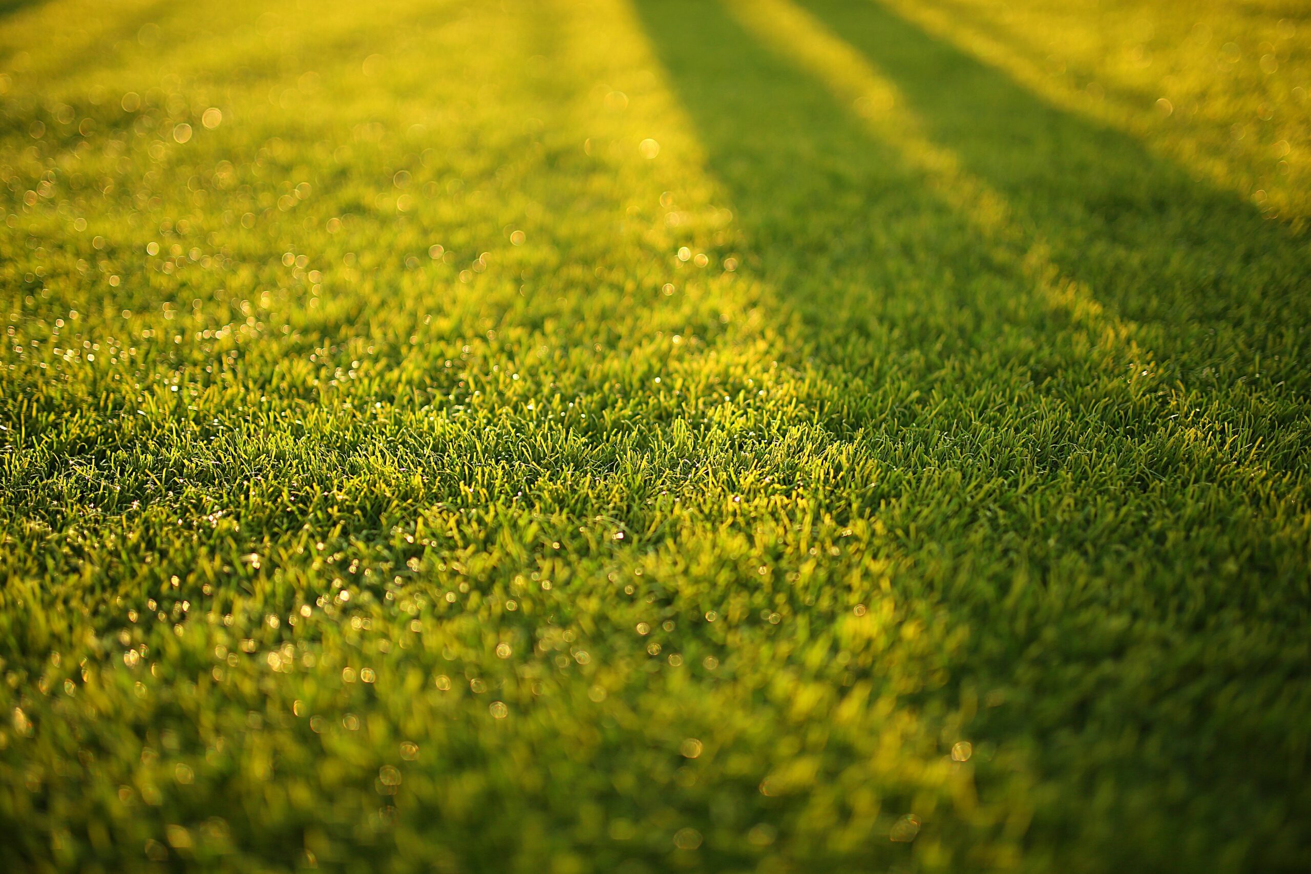 Tulsa Pest Control Grass Texture