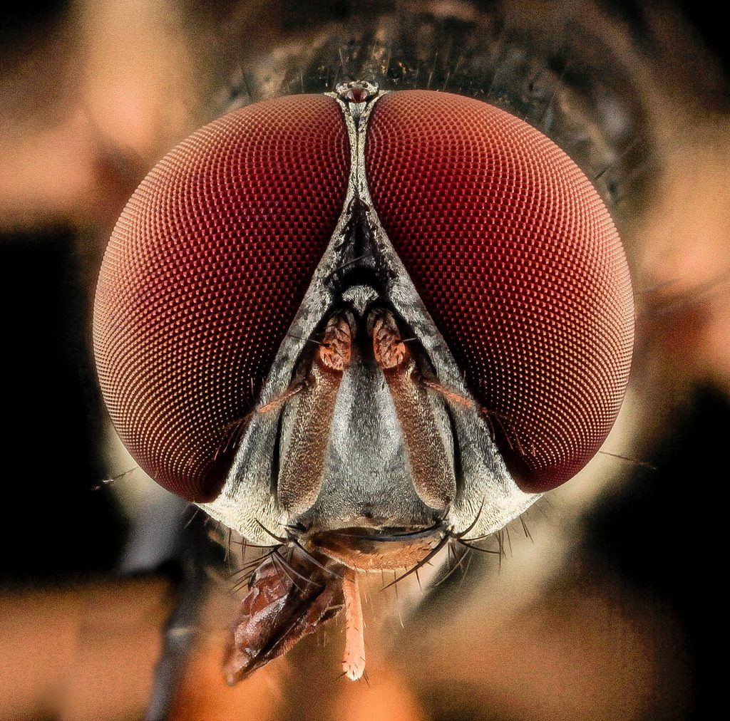 A fly face