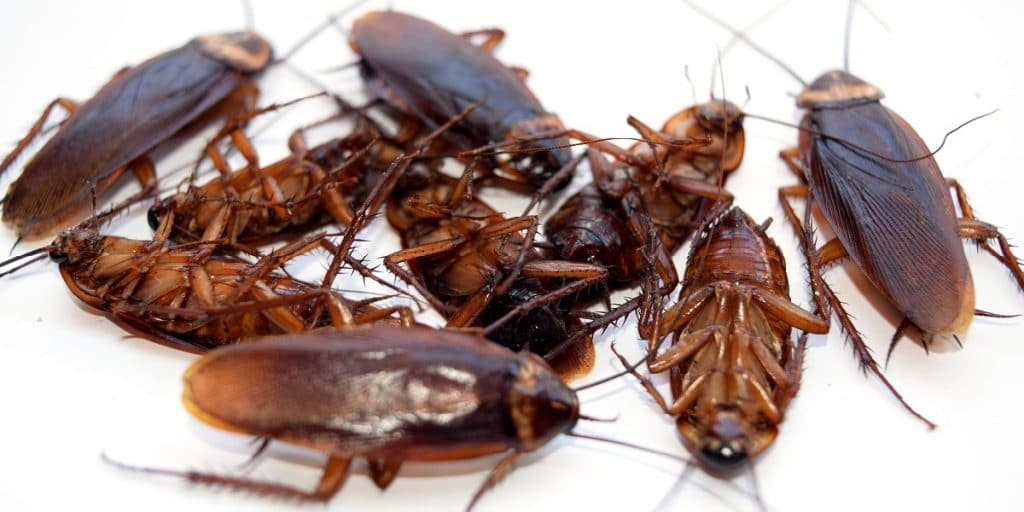 Image of multiple german roaches