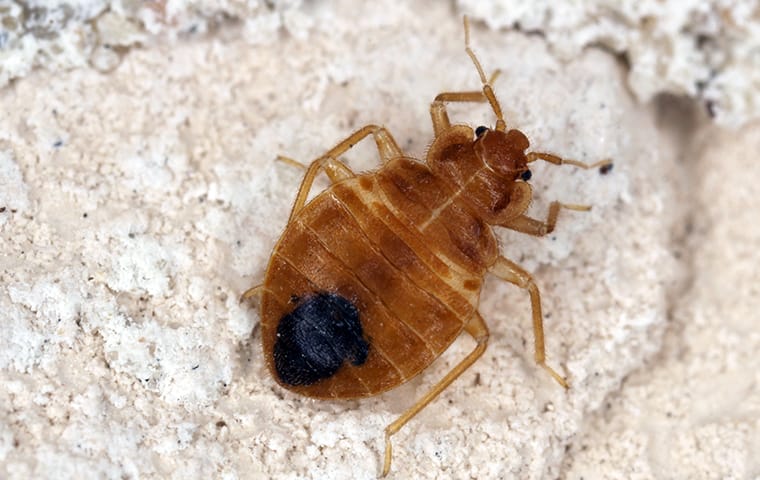 Picture of a bed bug with a full belly