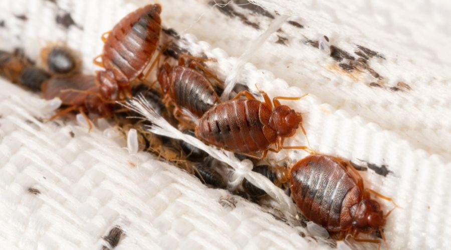 Bed bugs on a bed