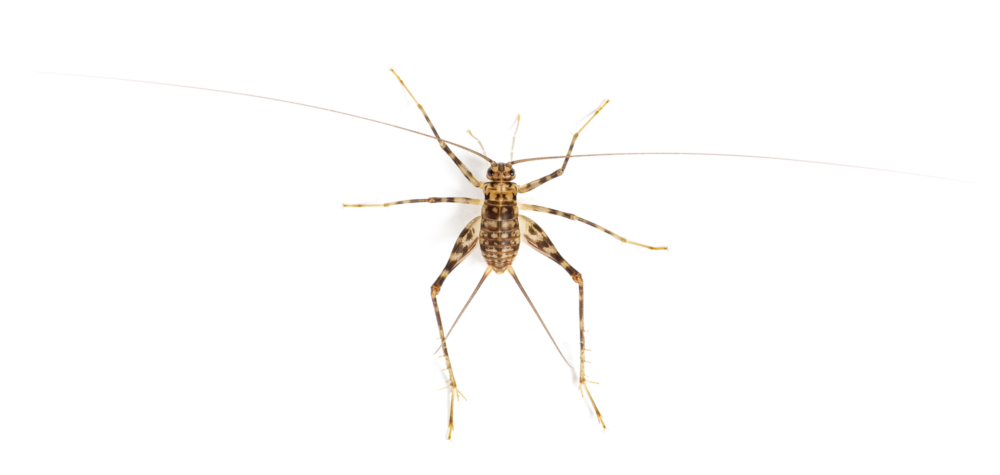 Cave Crickets , Rhaphidophoridae specie, isolated on white