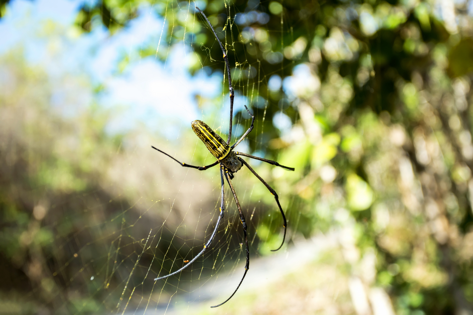 Banana Spiders in Oklahoma | Nature Guard Pest Control