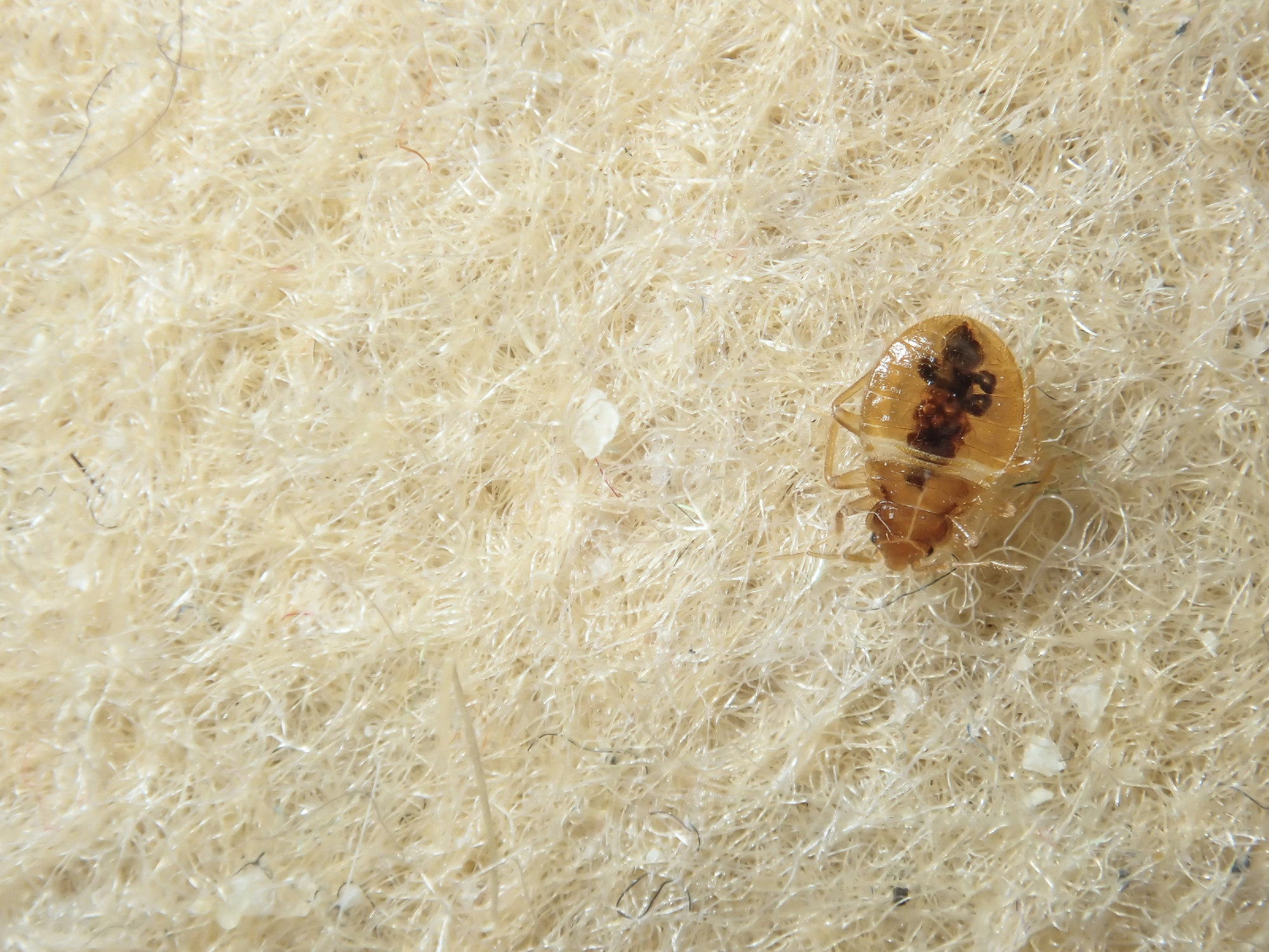 What Do Bed Bug Bites Look Like? A Guide for Oklahoma Residents