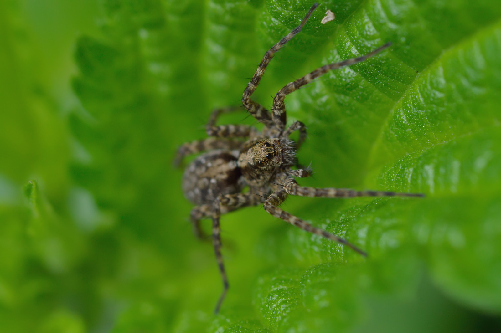 Wolf Spiders in Oklahoma – Identification & Pest Control