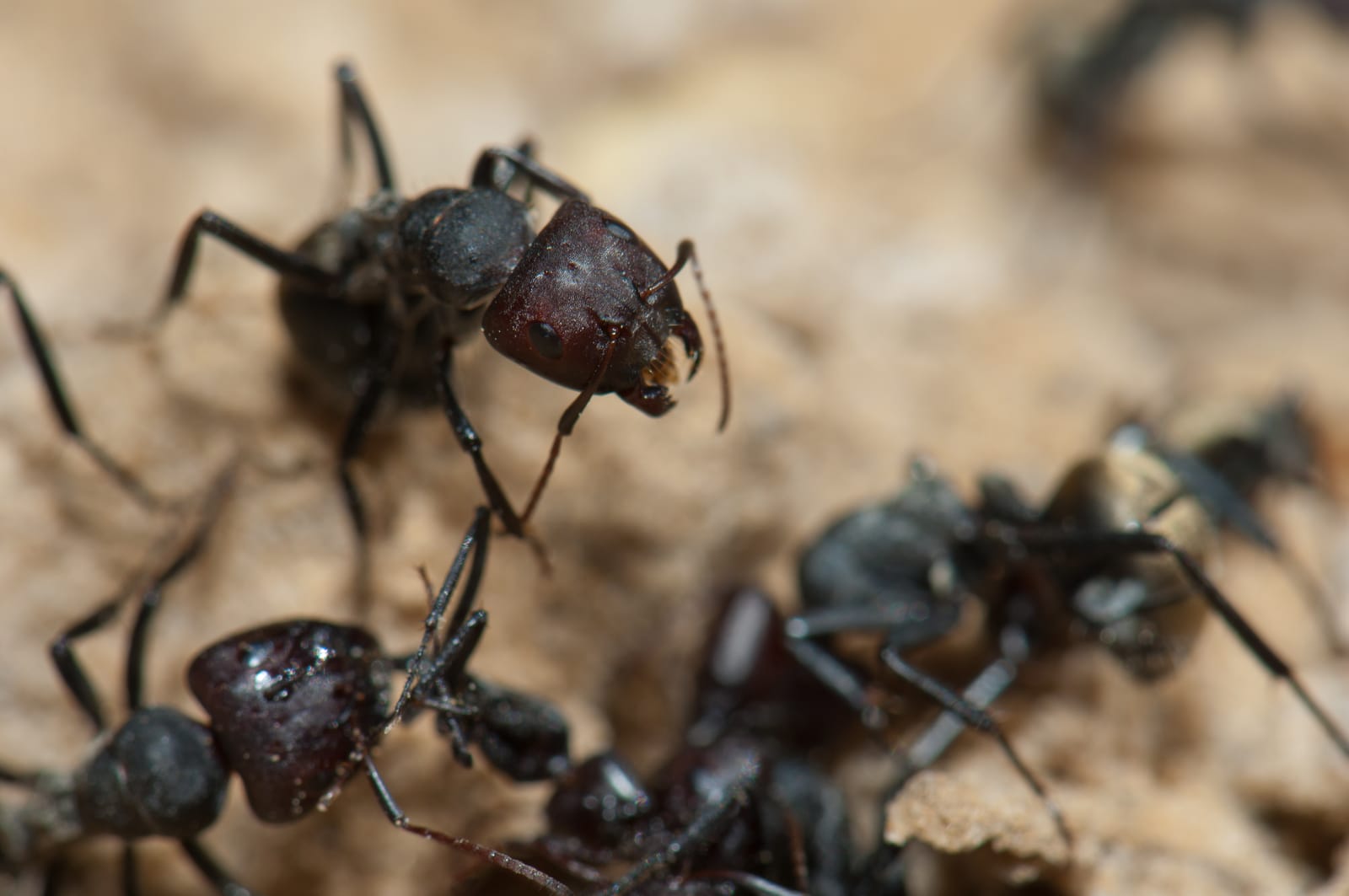 Types of Ants in Oklahoma | Nature Guard Pest & Lawn