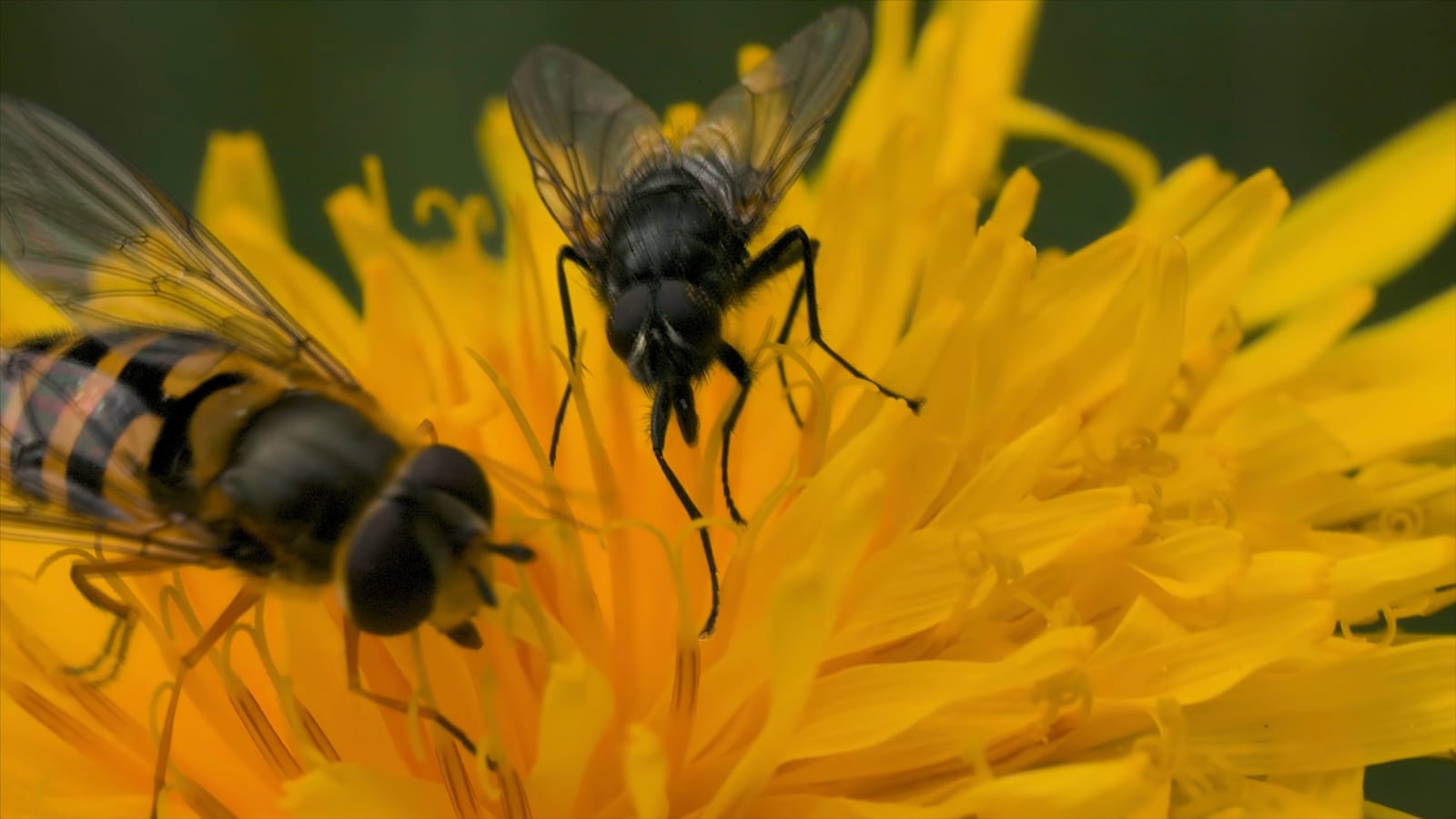 What Do Wasps Eat? Discover Their Diet & Ecological Role