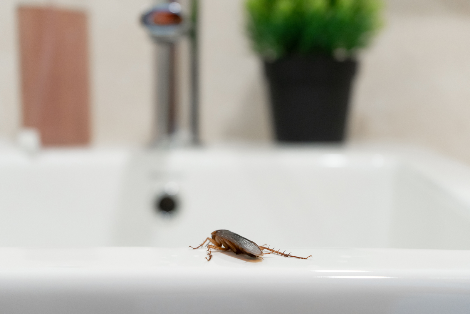 Bugs That Look Like Cockroaches in Oklahoma