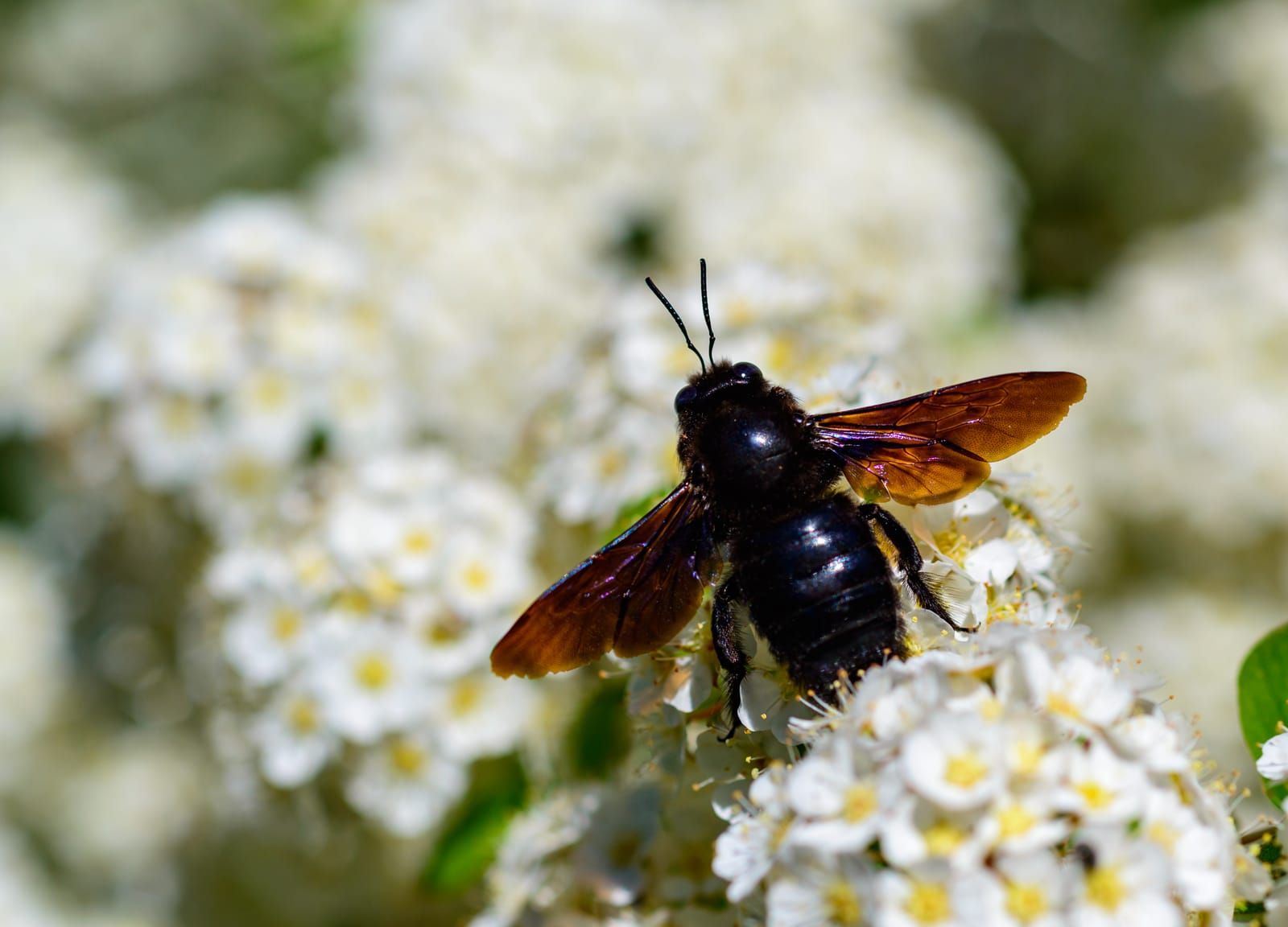 Do Carpenter Bees Sting? Tips for OK Homeowners