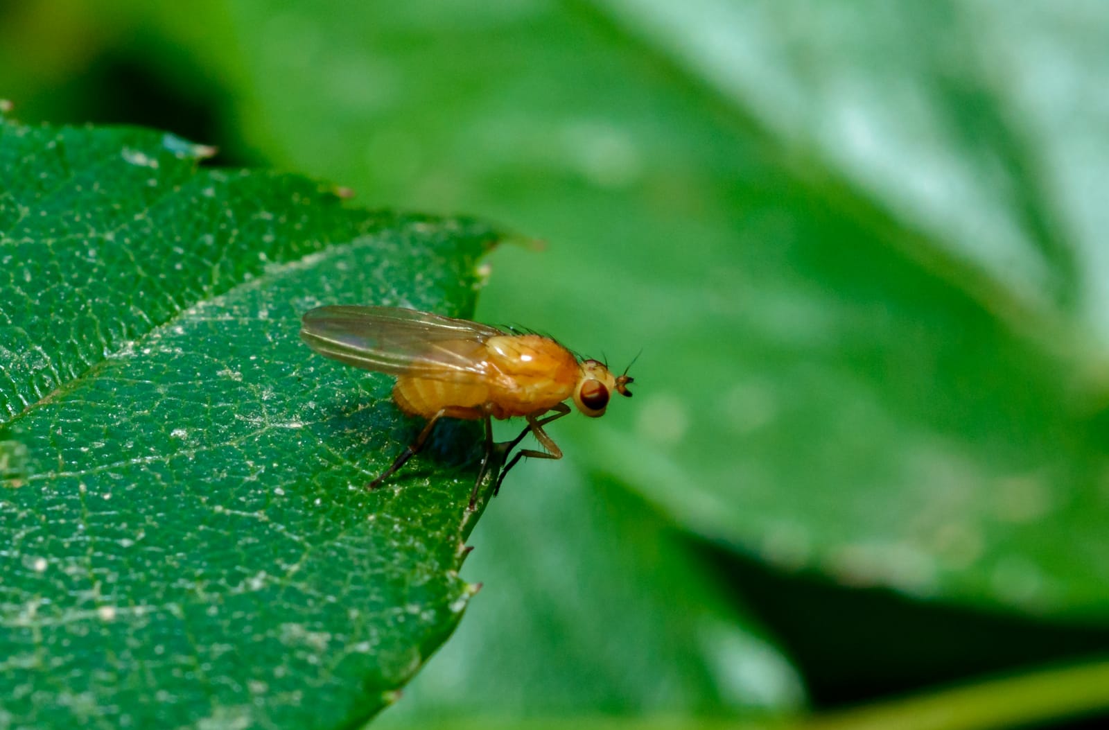 Do Fruit Flies Bite? Myths & Facts | Nature Guard Pest Control