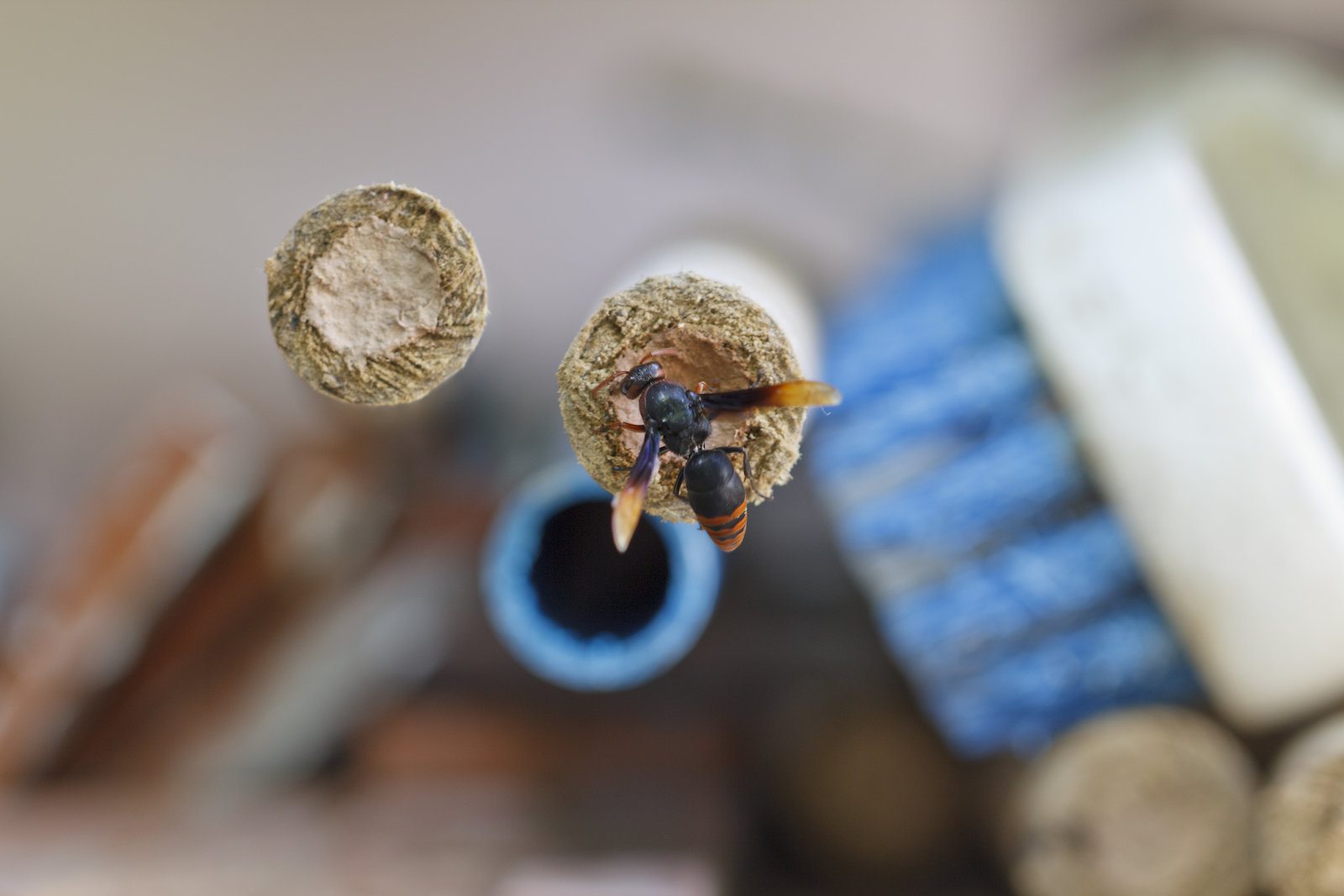 Do Mud Daubers Sting? Oklahoma Pest Guide by Nature Guard