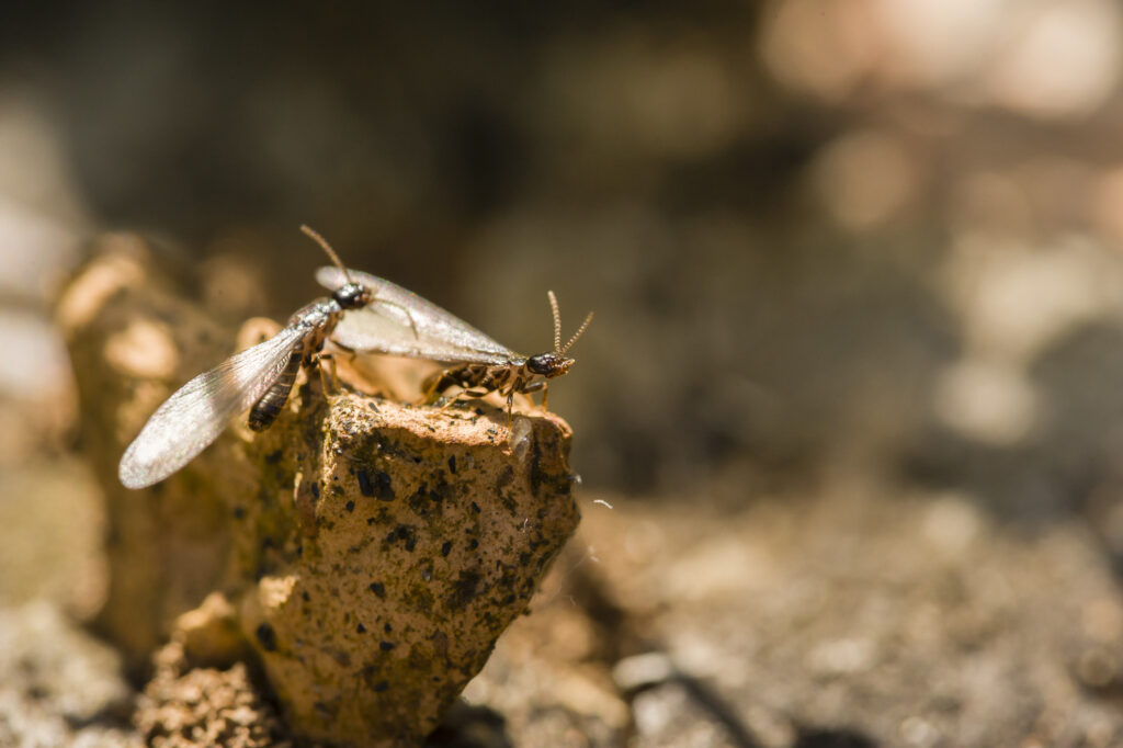 Flying Termites vs Flying Ants Oklahoma: Expert Guide