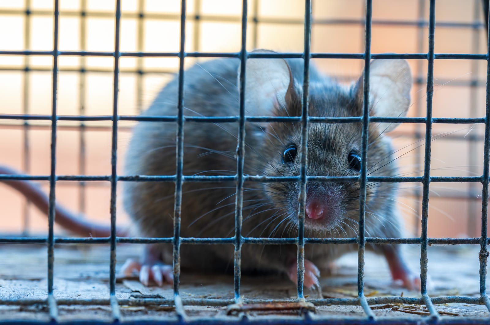 How to Get Rid of Mice | Nature Guard Pest & Lawn OK