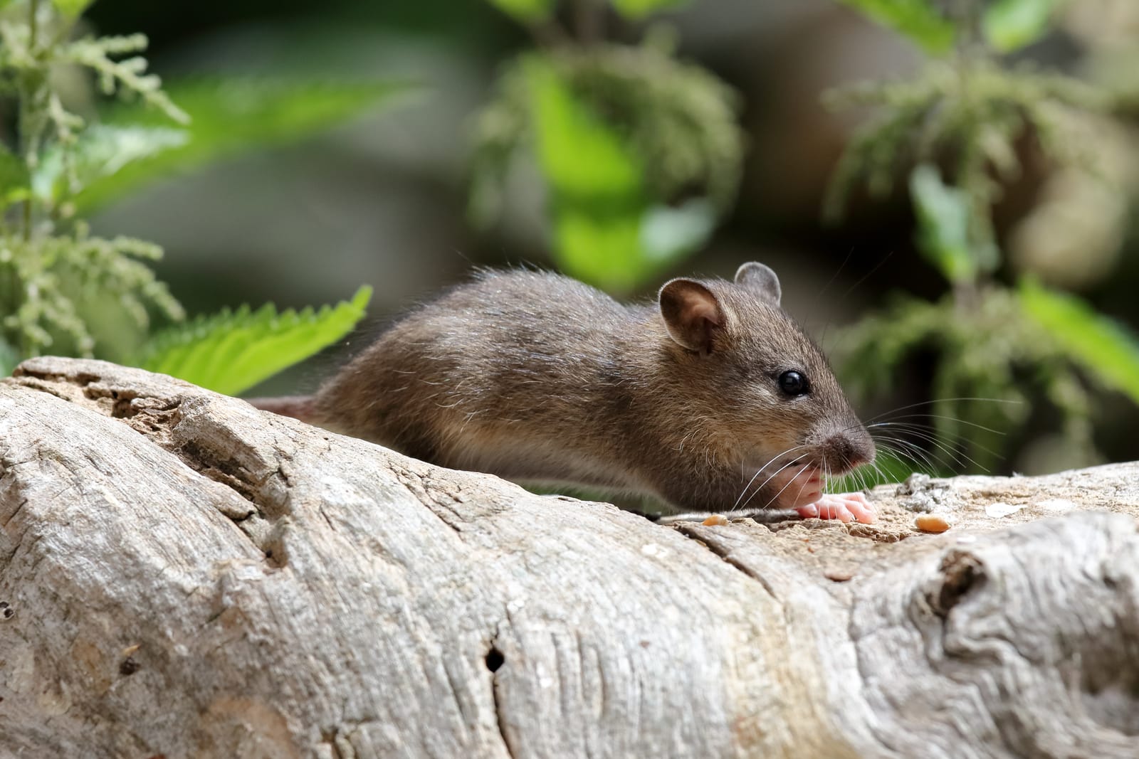 Oklahoma Rodent Pest Control: How to Handle Fall Pests