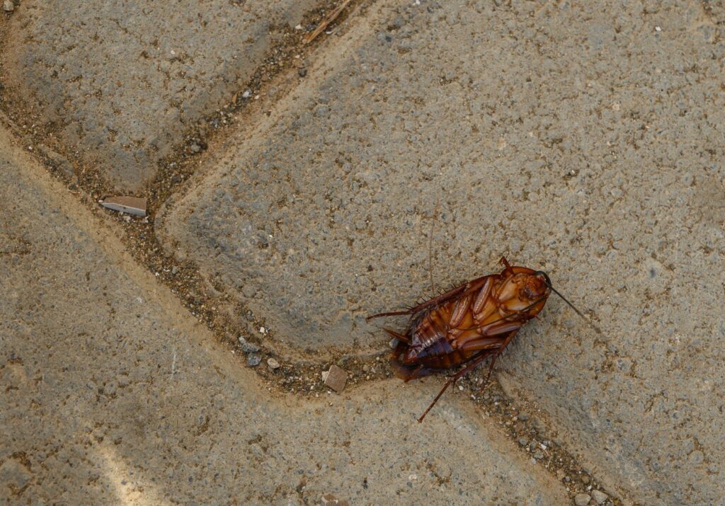 Seasonal Pest Guide for Oklahoma Homeowners What to Expect Year-Round | Nature Guard Pest & Lawn- Oklahoma Seasonal Pests in Oklahoma: Homeowner Guide | Nature Guard