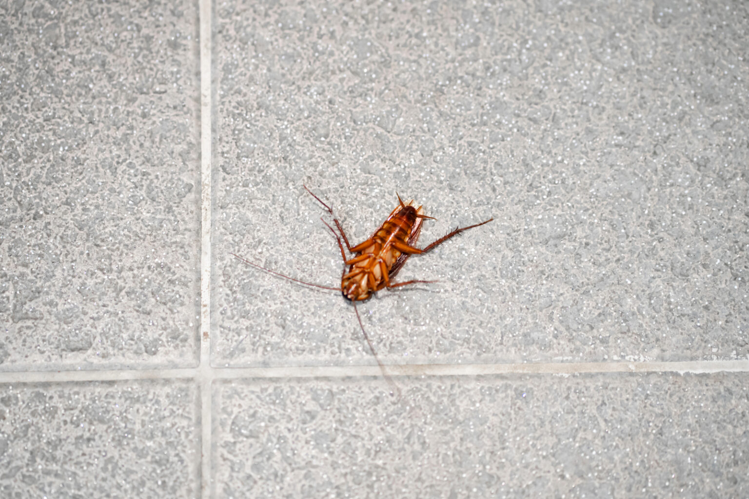 What Attracts Cockroaches to Oklahoma Homes? | Nature Guard