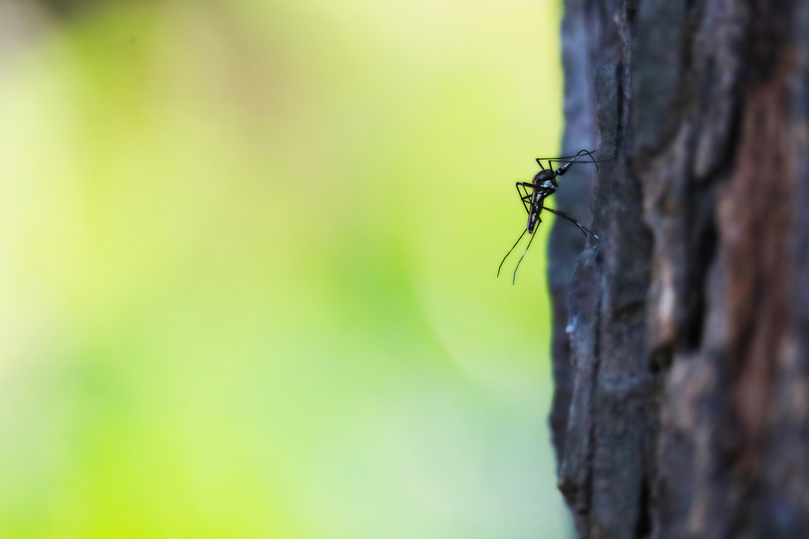 Best Pest Control Company Tulsa | Nature Guard Pest & Lawn