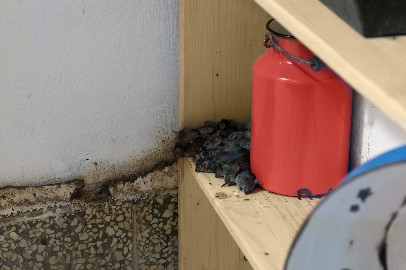 Same Day Pest Control Tulsa | Nature Guard Pest & Lawn