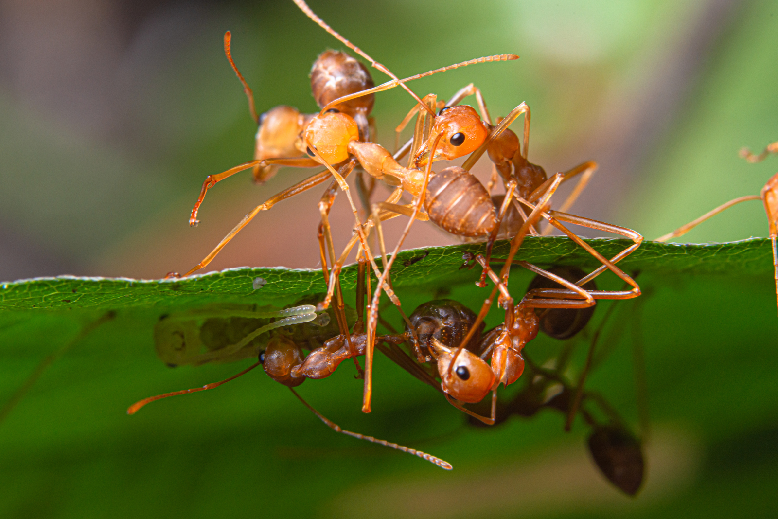 Fire Ant Stings Oklahoma: Symptoms, Treatment, & Prevention
