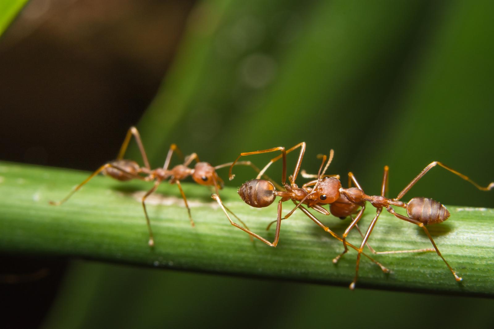 Macro red ants on plants