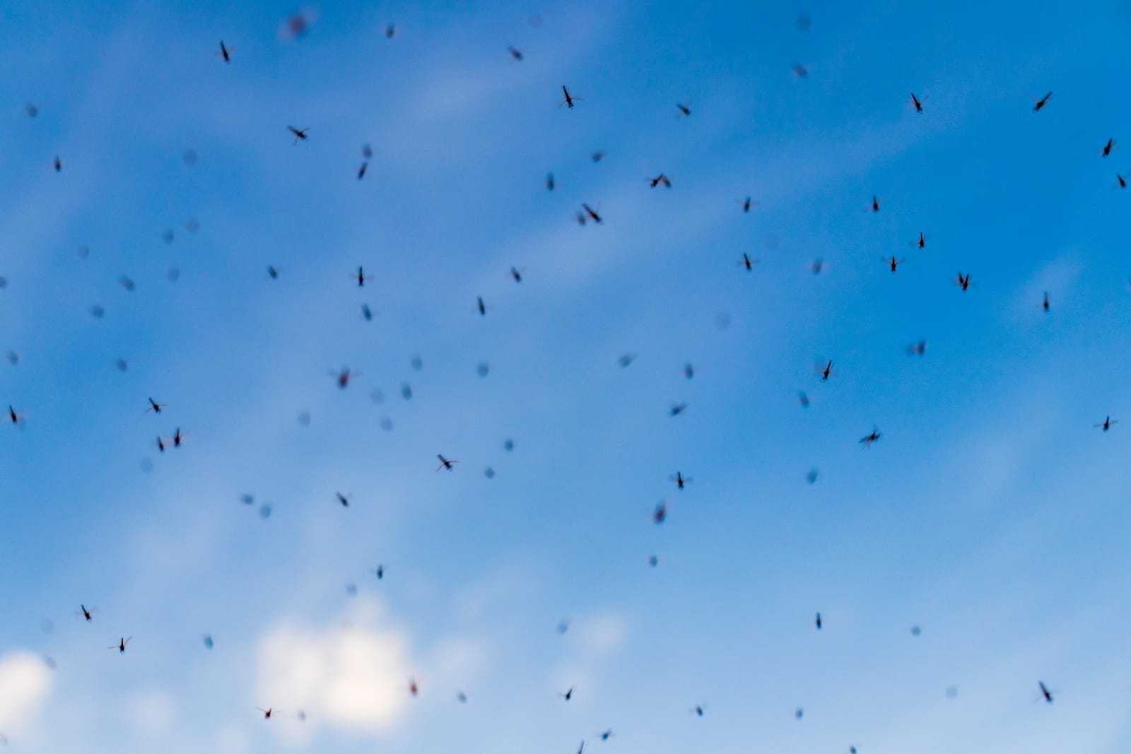 Summer Pest Control Oklahoma: Common Warm-Weather Pests