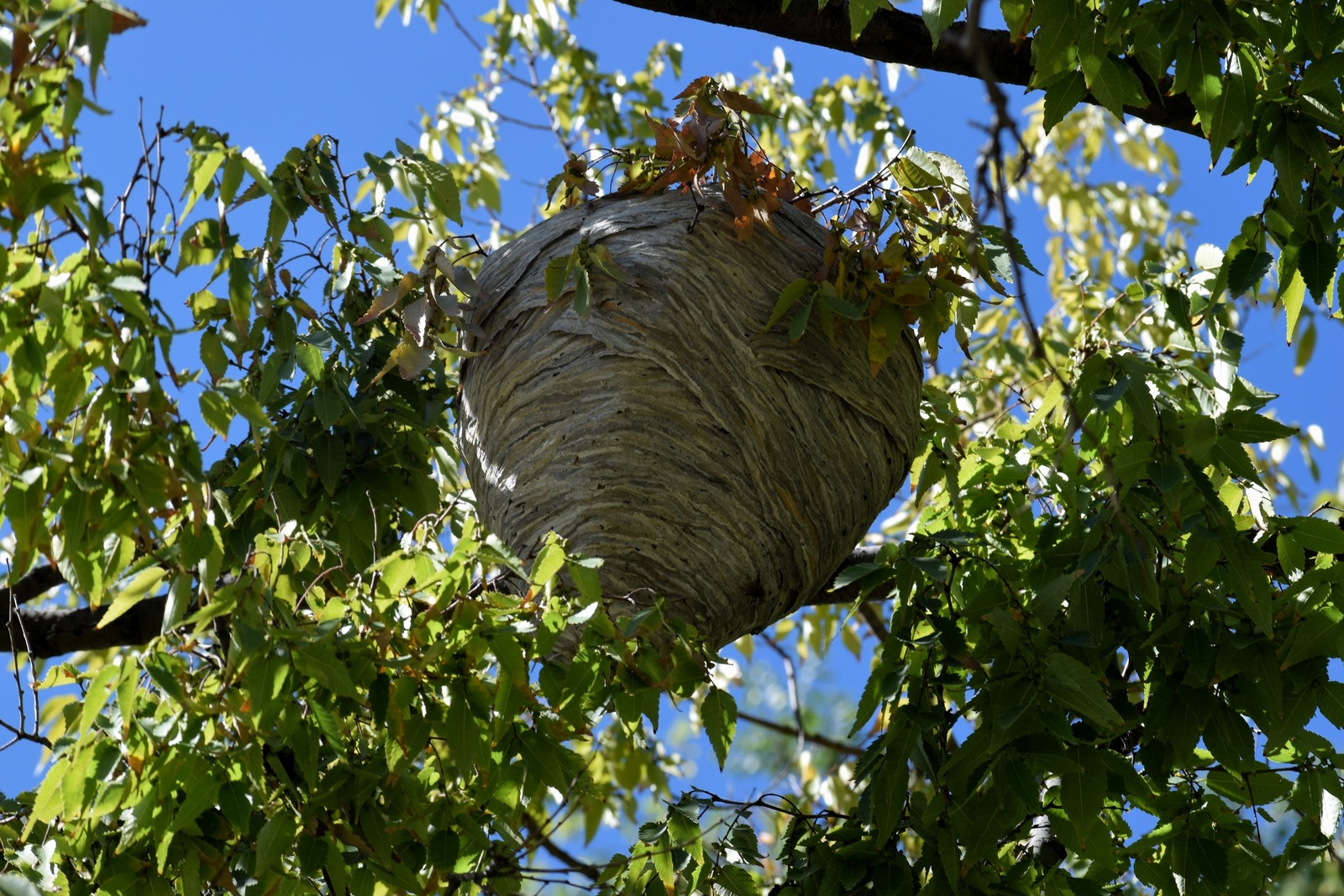 Wasp Nest Removal in Oklahoma | Nature Guard Pest & Lawn