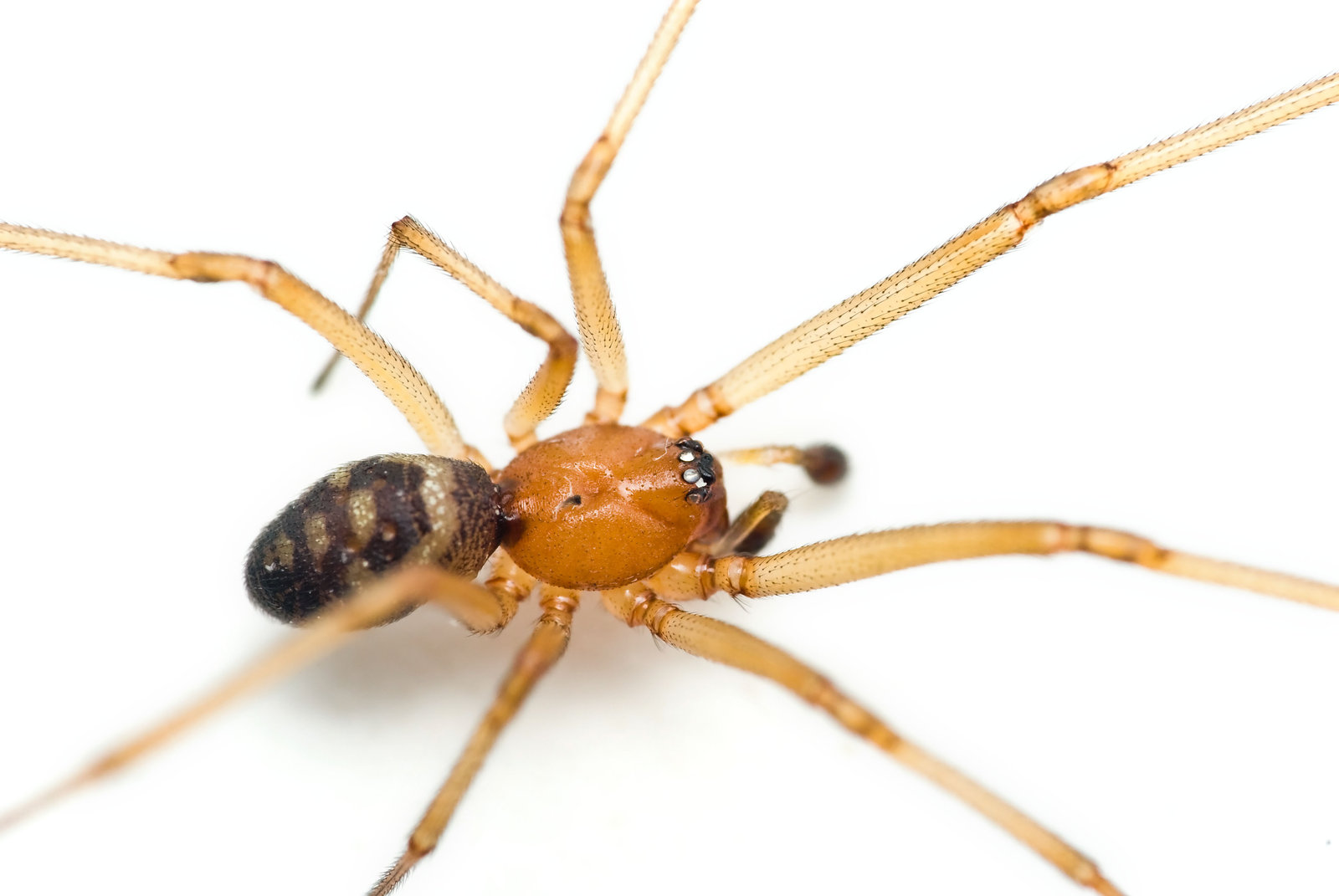 What Attracts Spiders Into Oklahoma Homes? | Nature Guard