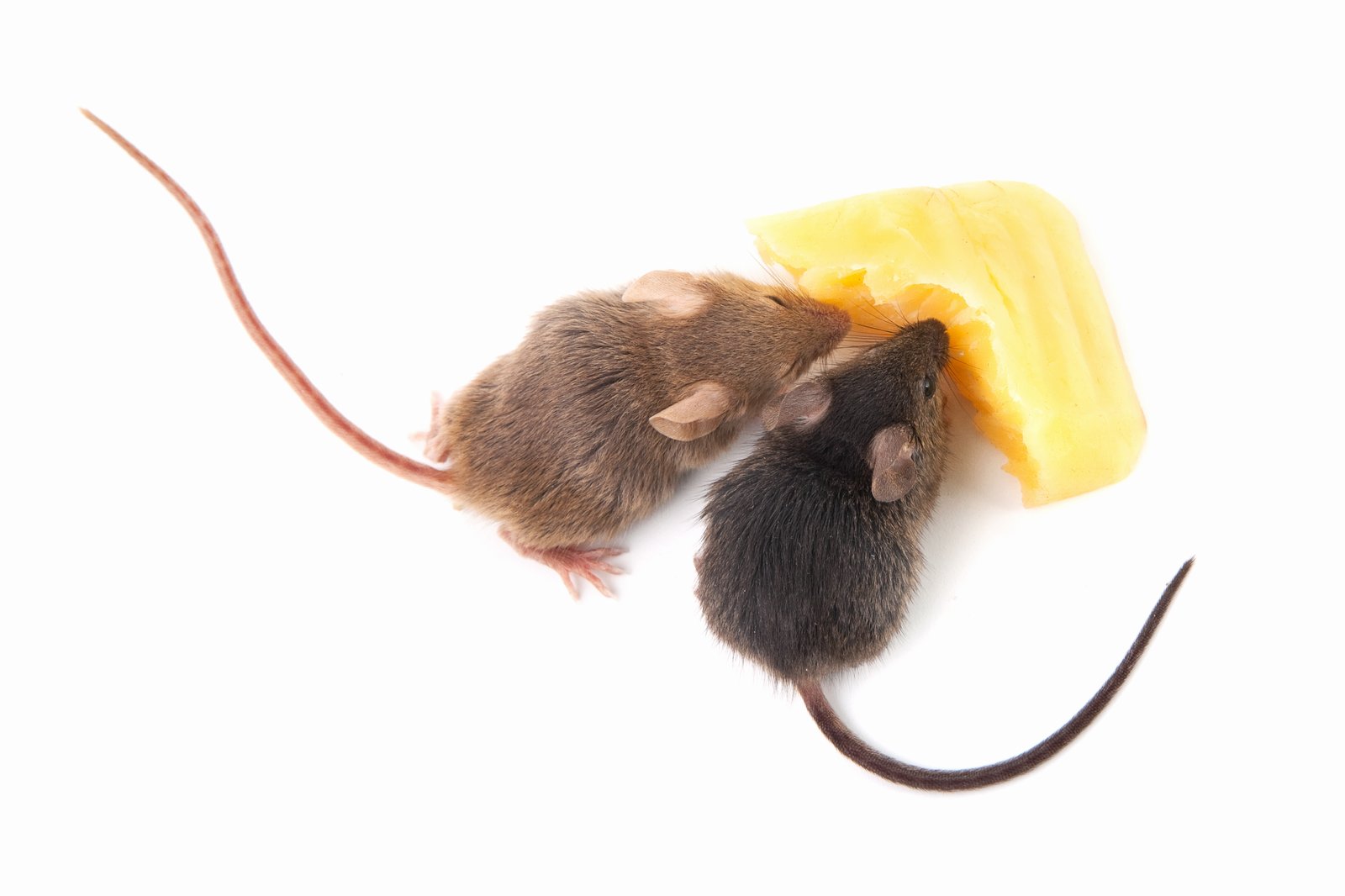 What Smells Keep Mice Away? Natural Rodent Prevention Tips