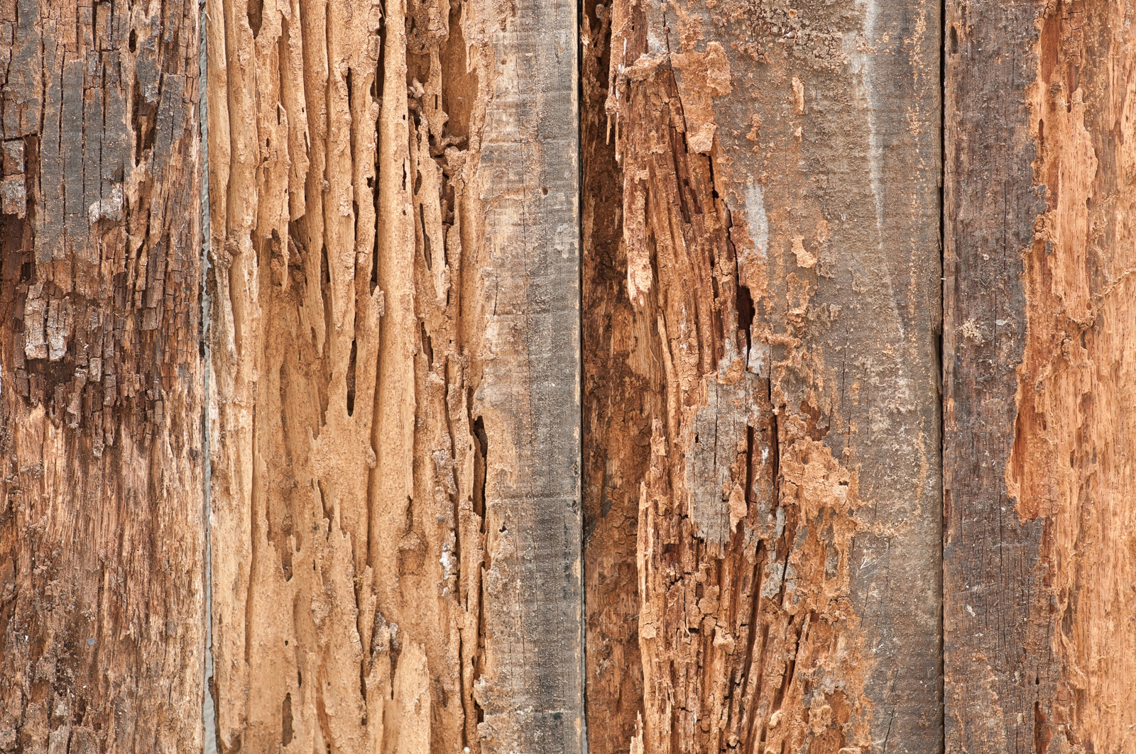 Termite Inspection Guide for Oklahoma Homeowners