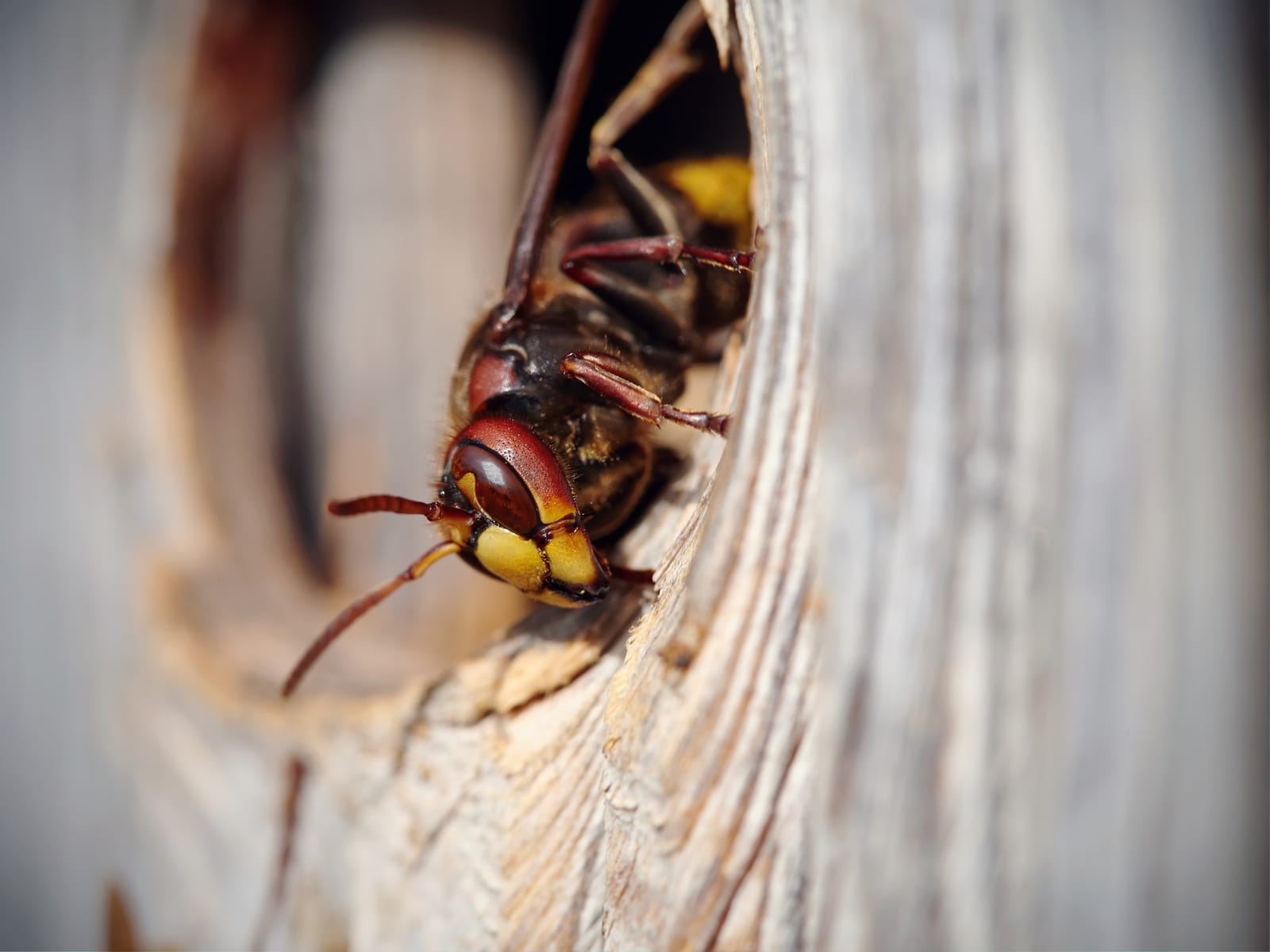 Wasp Nest in House: What to Do | Nature Guard Pest & Lawn
