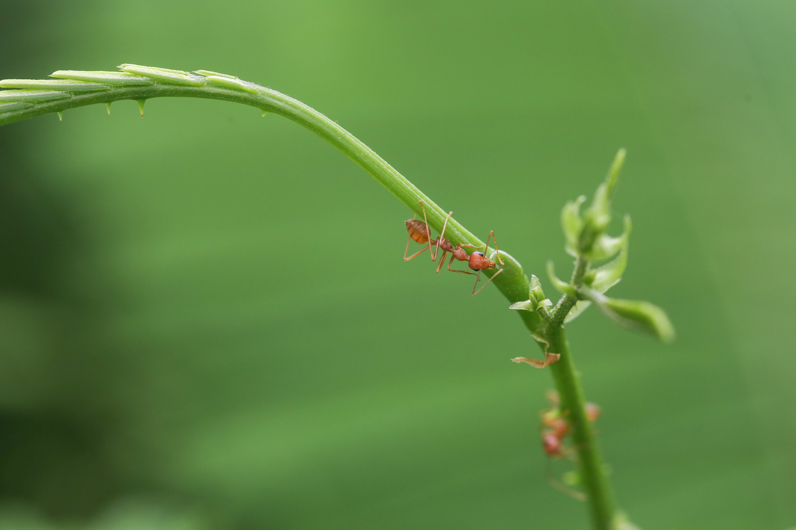 How to Get Rid of Fire Ants in Oklahoma Yards | Nature Guard