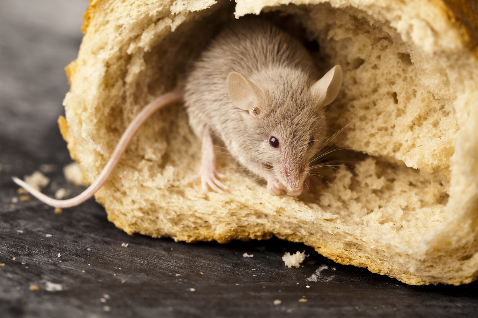 Mouse Droppings in Oklahoma Homes | Nature Guard