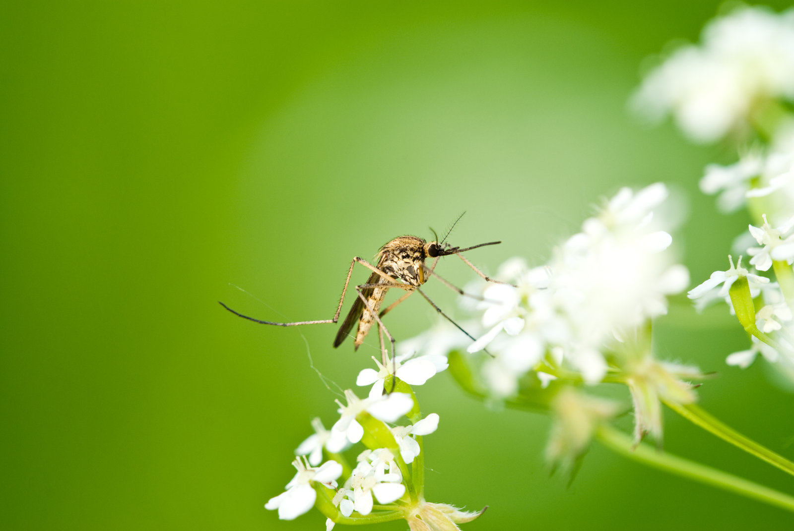What Attracts Mosquitoes in Oklahoma? | Nature Guard
