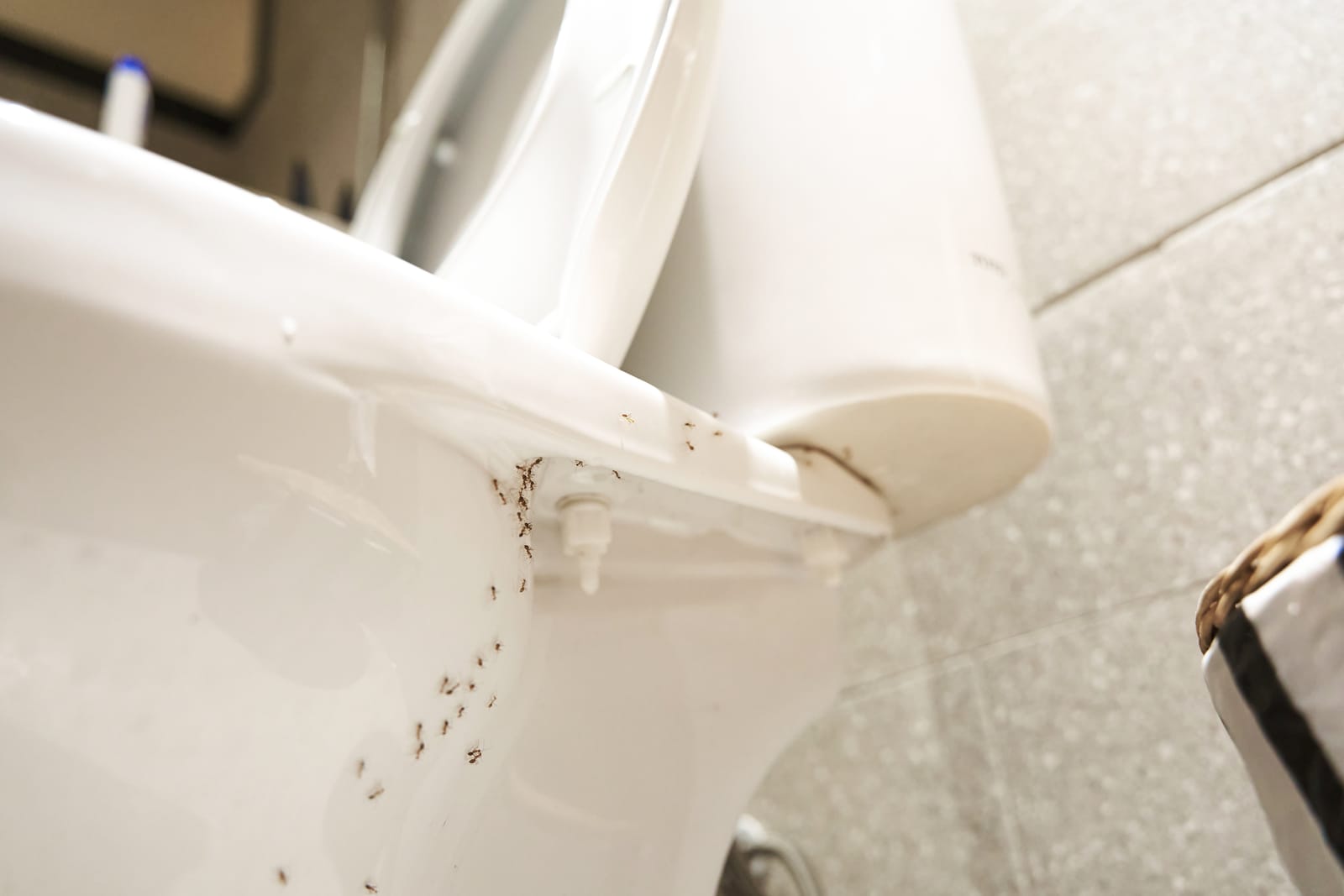Ants in Bathroom: Causes and Solutions | Nature Guard