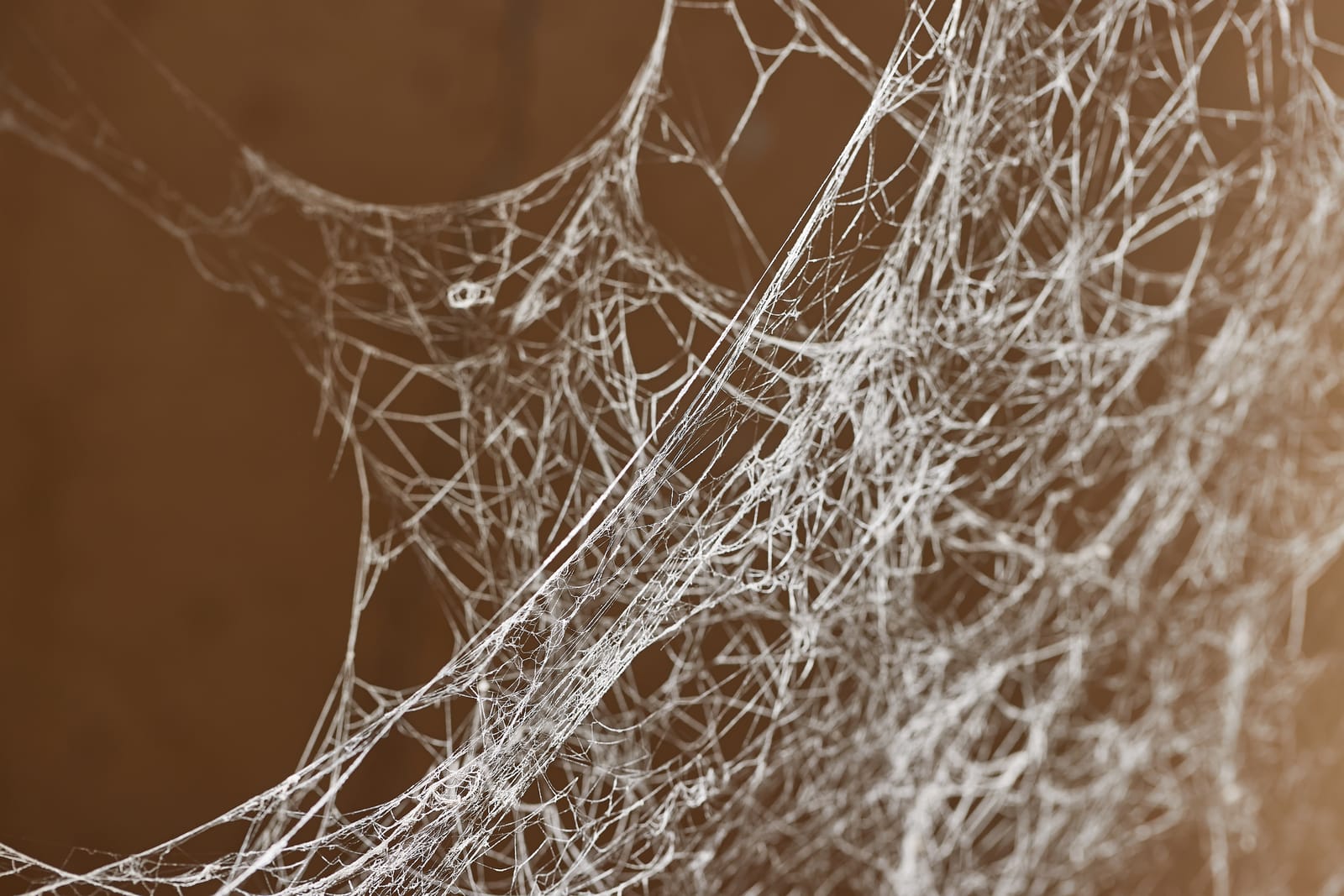 Why Are Spider Webs Taking Over My Oklahoma Home?