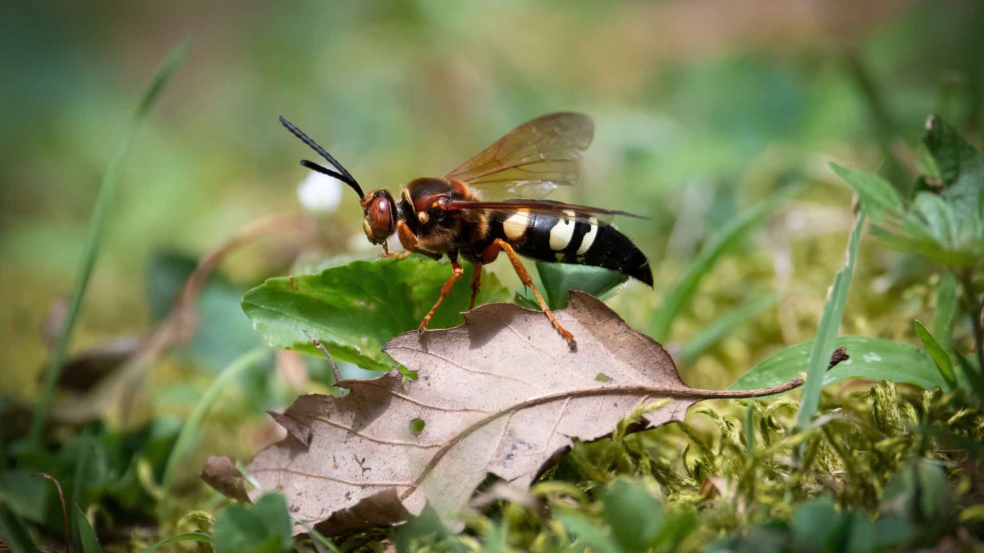 Cicada Killer Wasps in Oklahoma_ Are These Giant Wasps Dangerous | Nature Guard Pest & Lawn- Oklahoma Cicada Killer Wasps in Oklahoma_ Are These Giant Wasps Dangerous