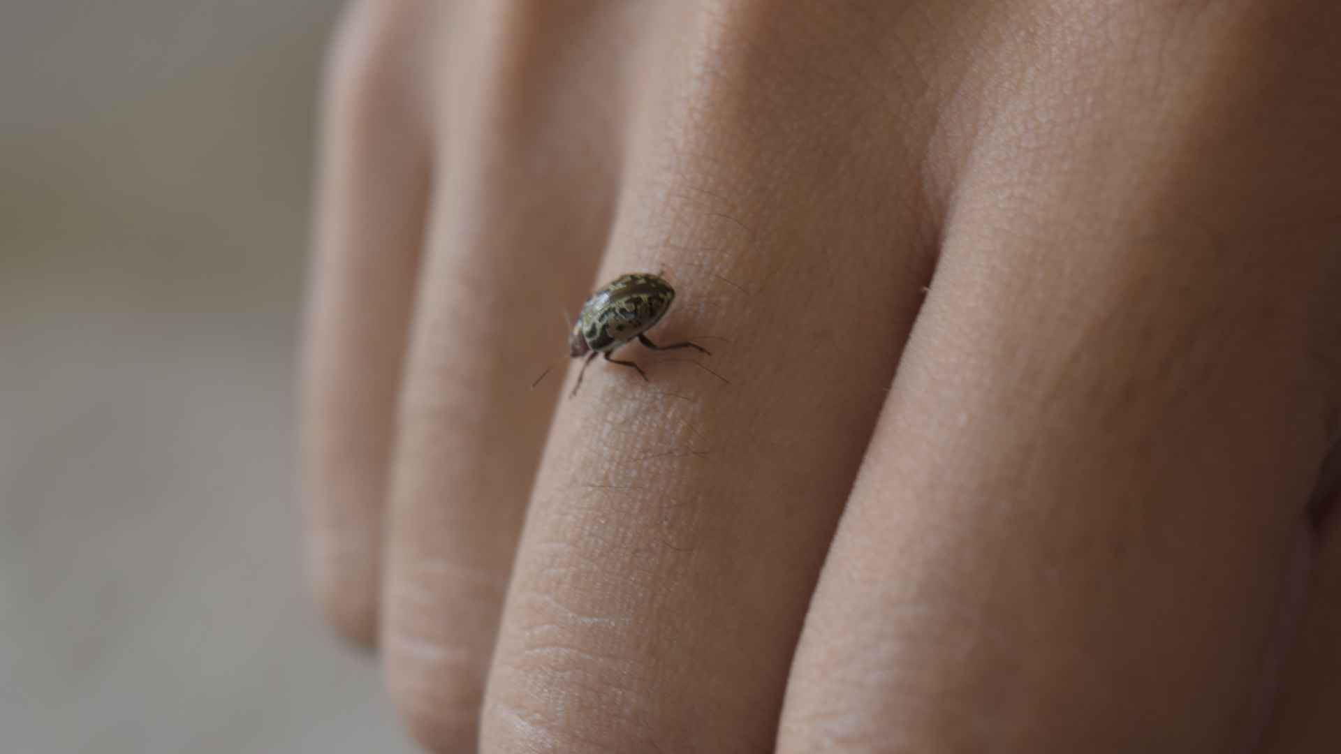 What Are These Tiny Bugs in My Oklahoma House_ A Homeowner Identification Guide