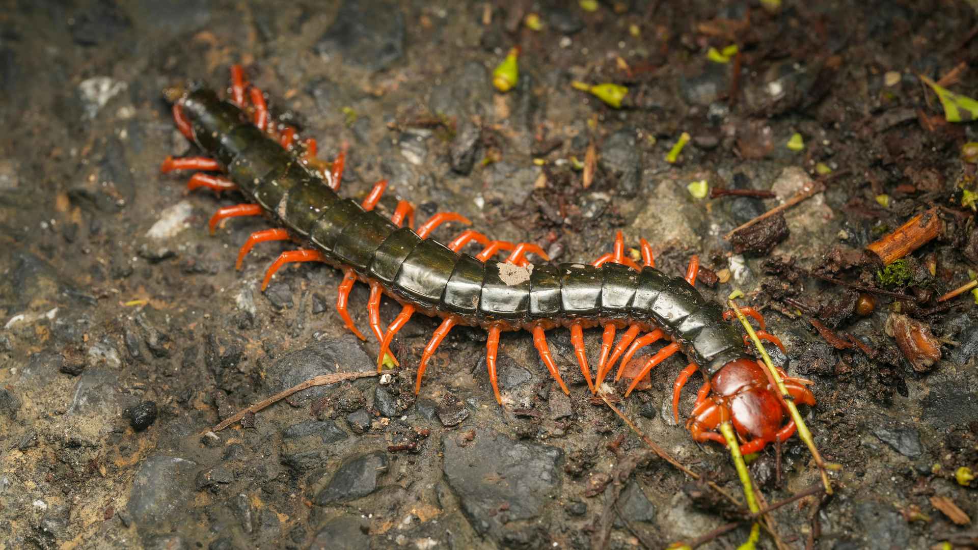 Why Are Centipedes in My Oklahoma Home_ What Their Presence Could Mean