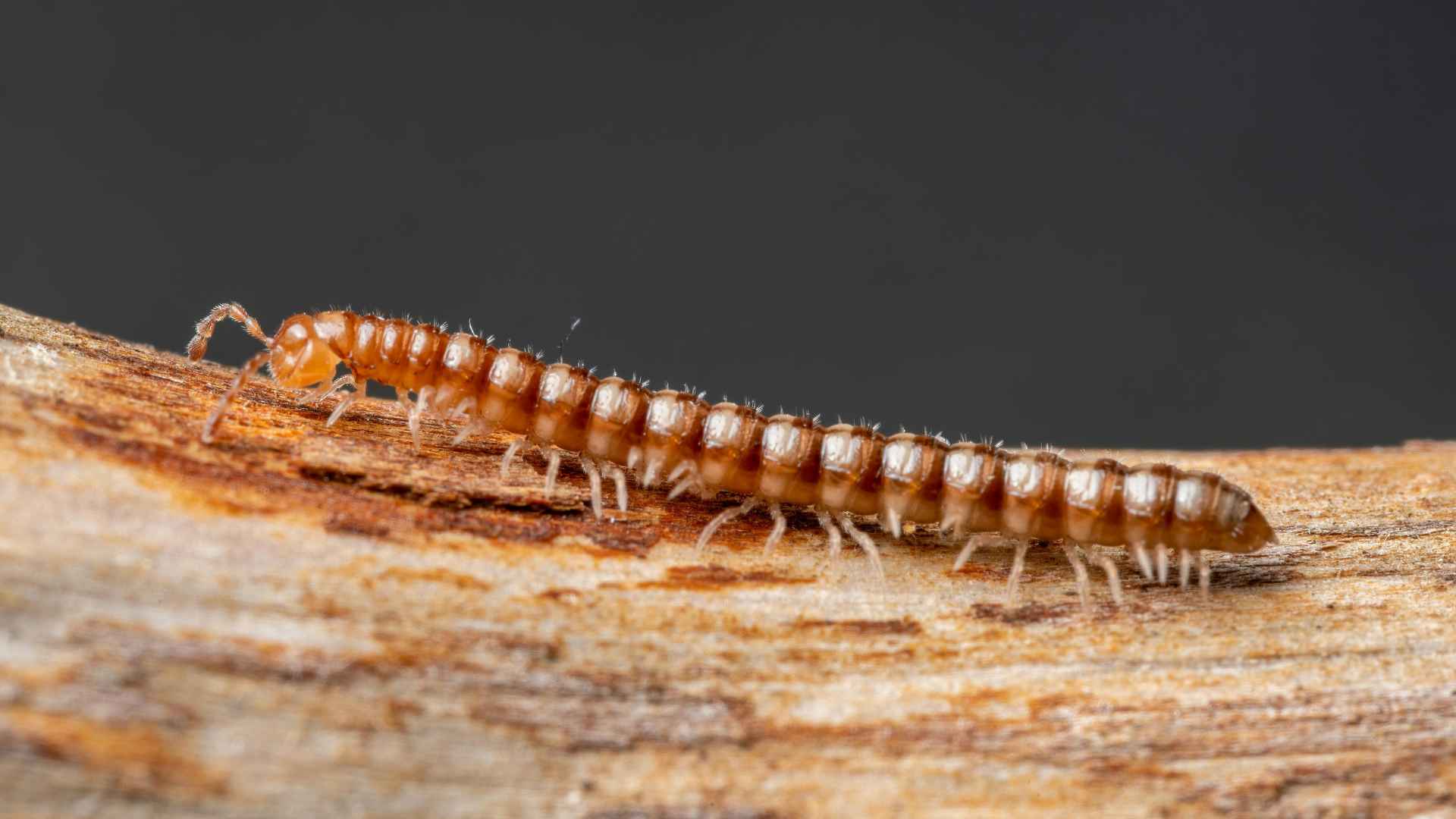 Why Are Millipedes Coming Into My Oklahoma Home