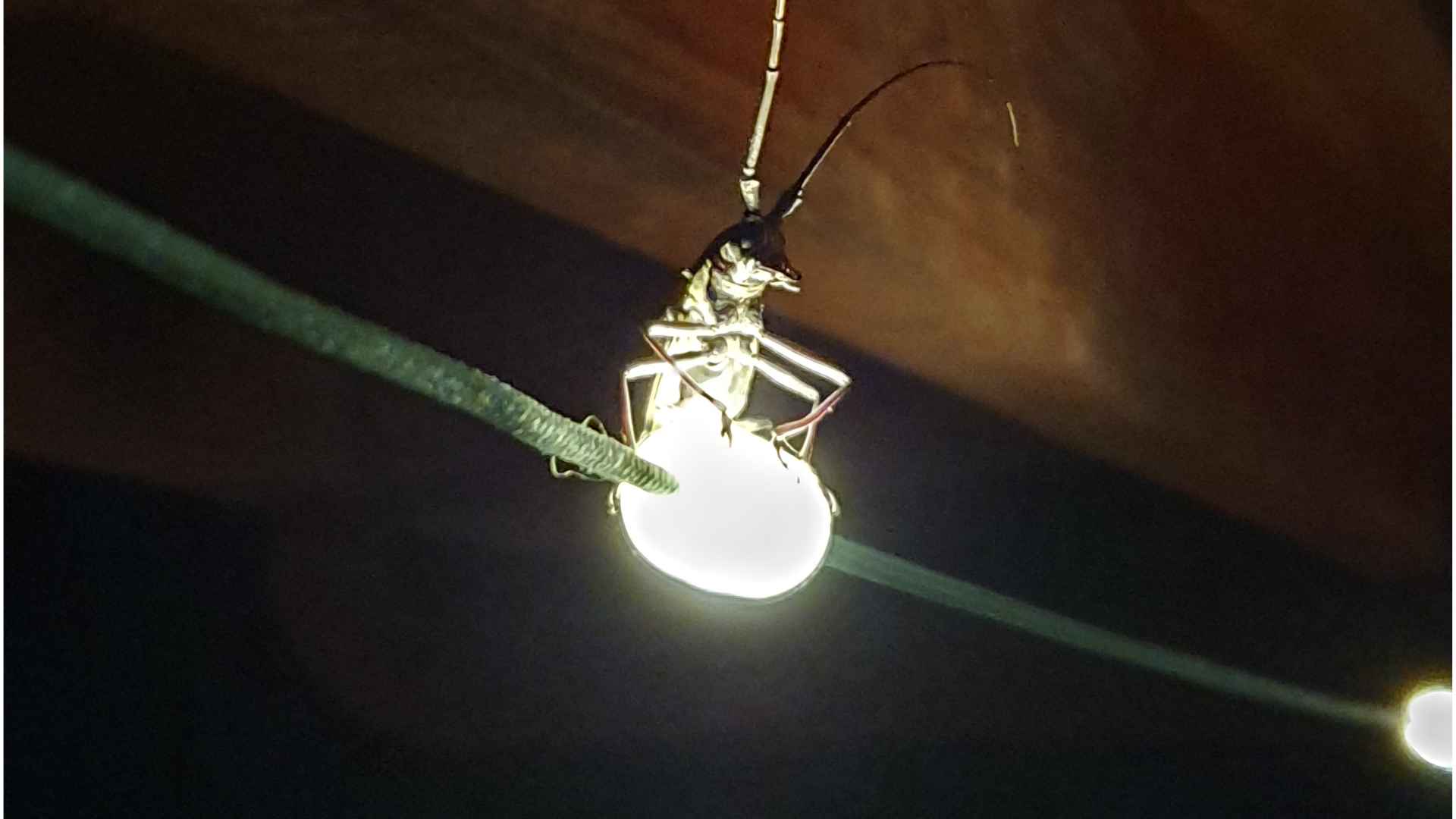 Why Are So Many Bugs Attracted to the Lights Around My Oklahoma Home