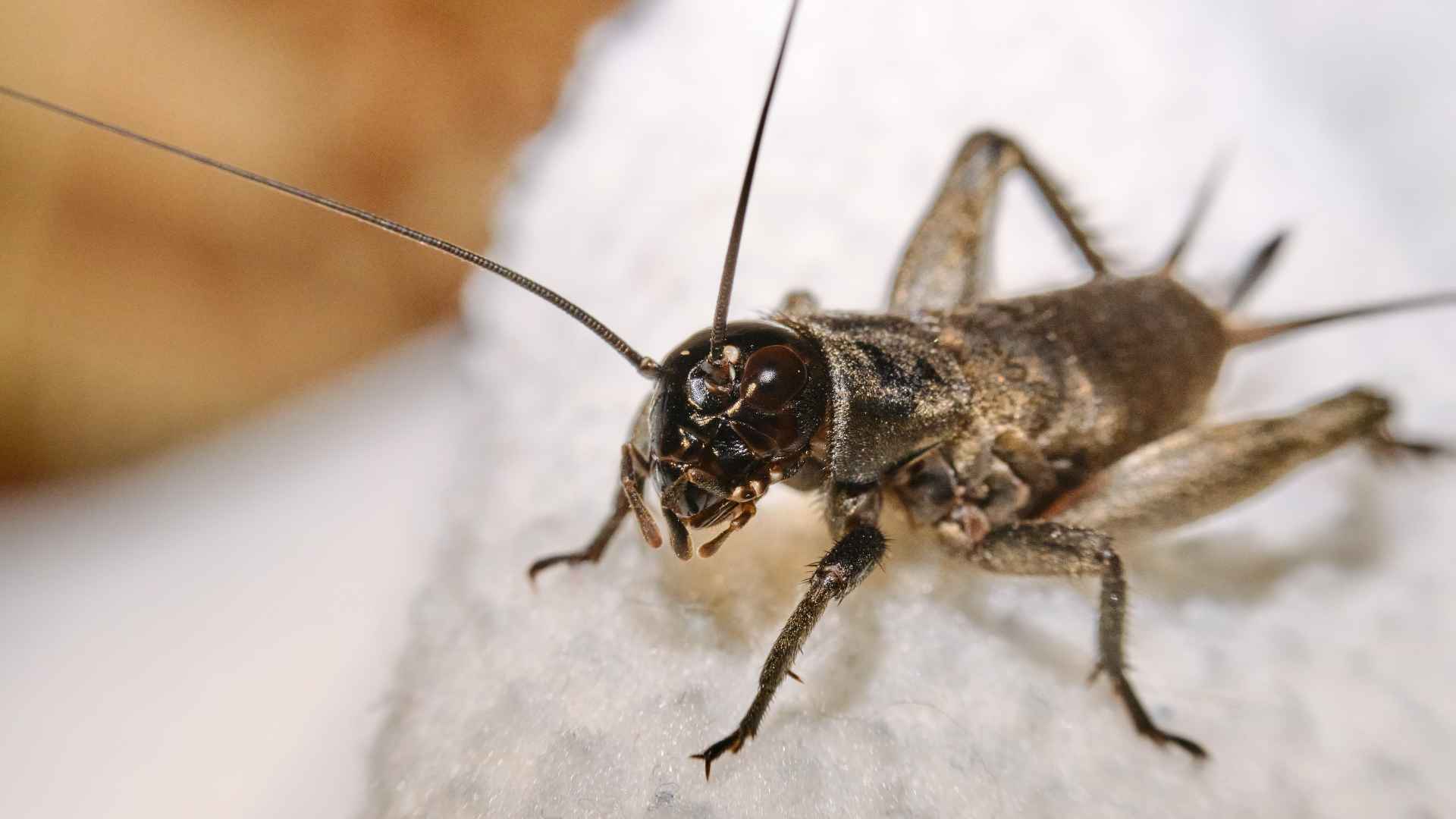 Why Are There So Many Crickets Around My Oklahoma Home