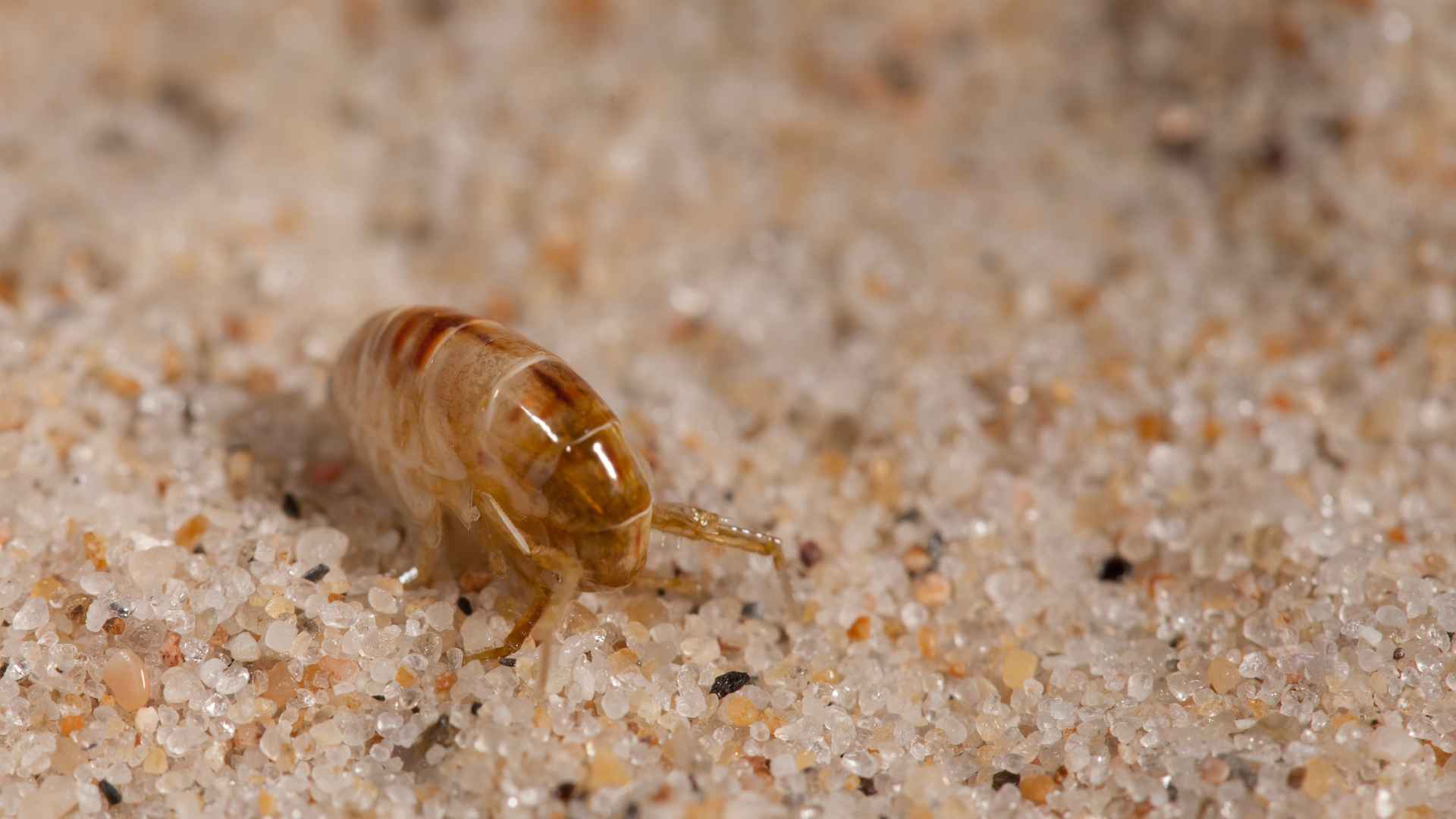 Why Do I Have Fleas in My Oklahoma House If I Don_t Have Pets
