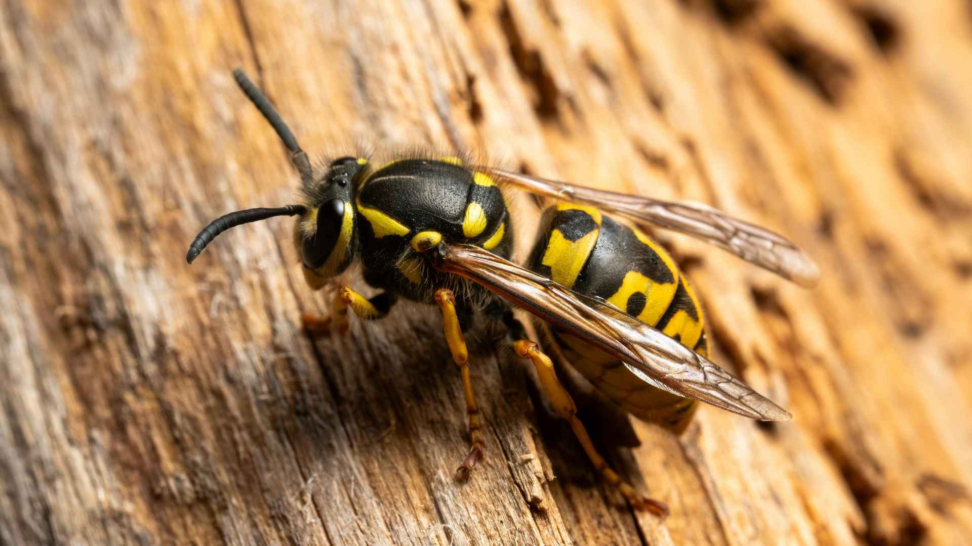 Yellow Jackets in Oklahoma_ How to Identify Them and What to Do About a Nest